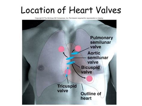 Valves Of Heart Location
