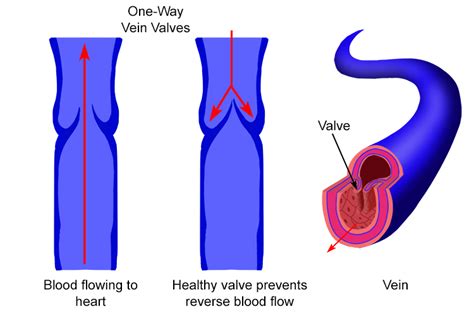 Valves Of Veins