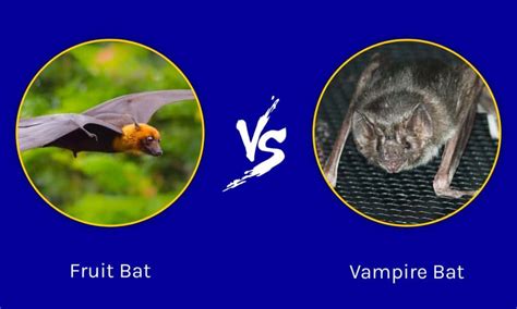 Vampire Bat Food Predators