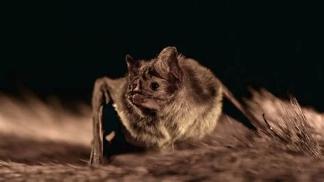 Vampire Bats Hibernate