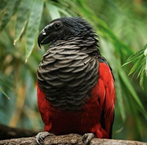 9 Scary Bird Species That Will Give You The Creeps