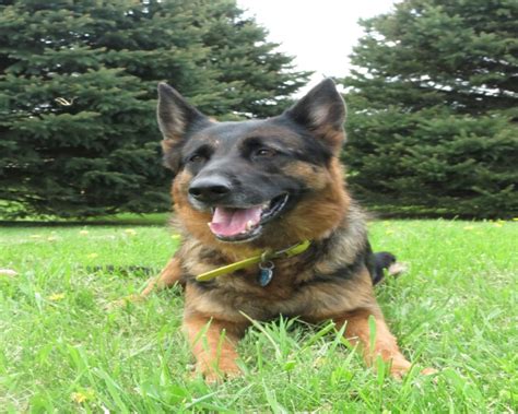 van der zwaag german shepherds