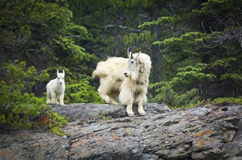 vancouver island mountain goat