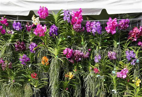 Vanda Basket Plants