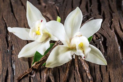 Vanilla From Orchids