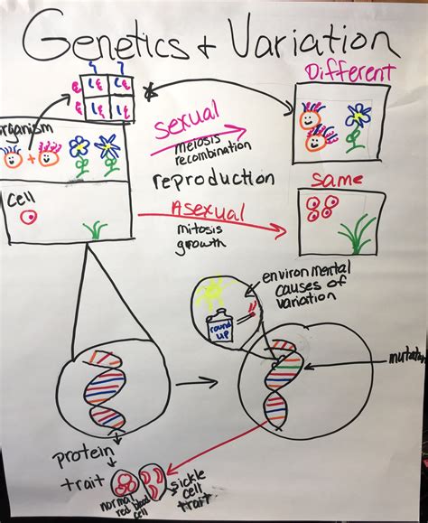 Variation Science Drawing