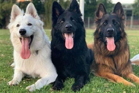 variations of german shepherds