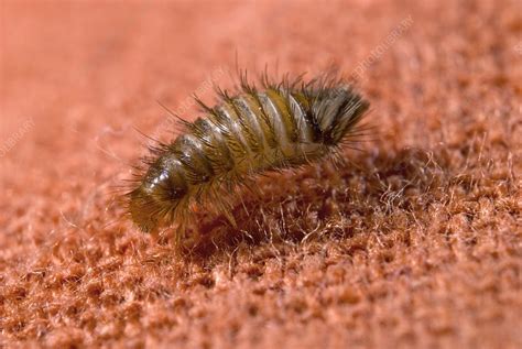 varied carpet beetle larvae in missouri
