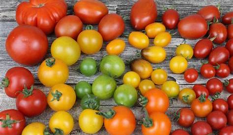 Principales variedades de tomate y su relación en el mercado