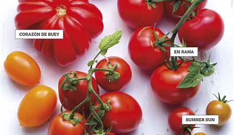 Como plantar tomate - MF Magazine