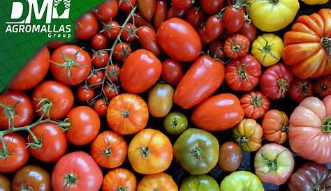 Tipos y Especialidades de Tomate | Intagri S.C.