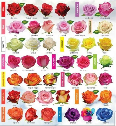 variedades de rosas y sus nombres