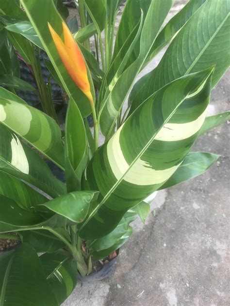 How to Grow and Care for Variegated Bird of Paradise