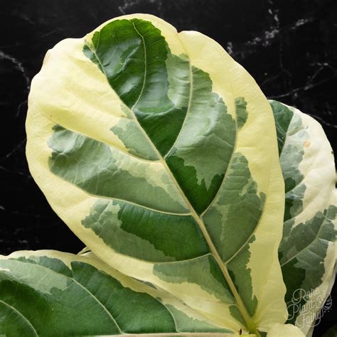 Variegated Fiddle Leaf Fig Australia