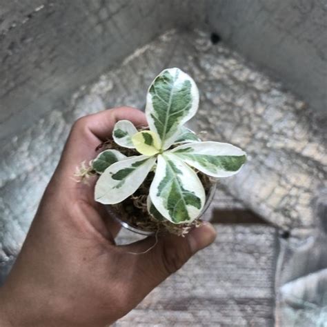 Variegated Fiddle Leaf Fig Ebay