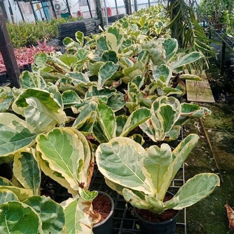 Variegated Fiddle Leaf Fig Nz