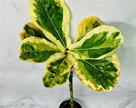 Variegated Fiddle Leaf Fig Price