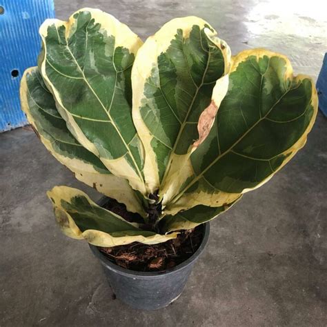 Variegated Fiddle Leaf Fig Thailand
