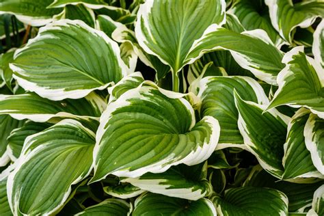 Bring Colorful Variety To Your Garden With Variegated Plants!