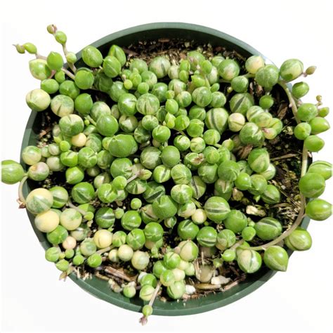 Variegated String Of Pearls Propagation