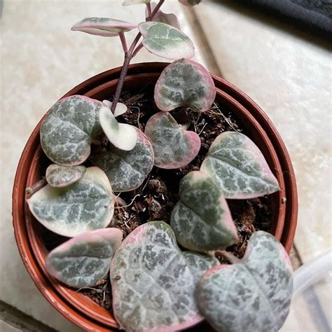 Variegated String Of Turtles