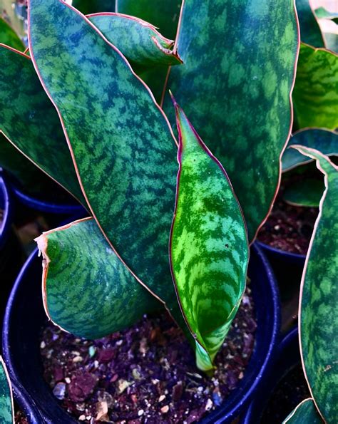 variegated whale fin plant