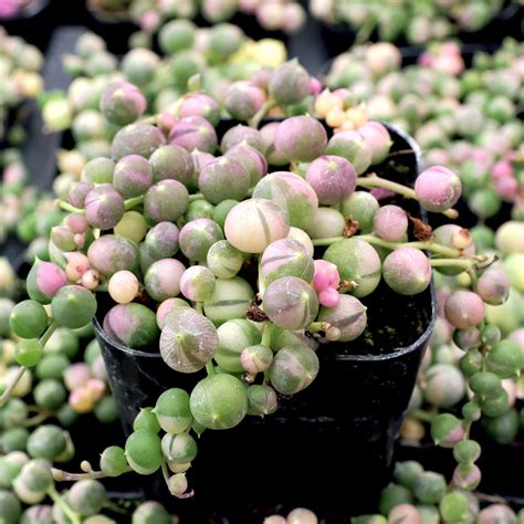 Variegated String of Pearls Tesselaar