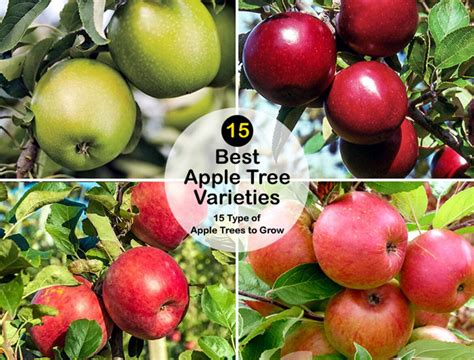 Varieties Of Apple Trees