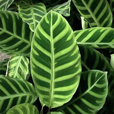 varieties of calathea with pictures
