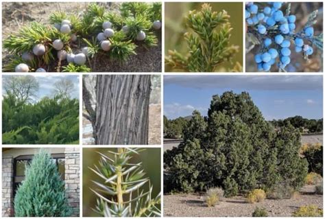 Varieties Of Juniper Trees