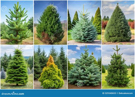 Varieties Of Pines