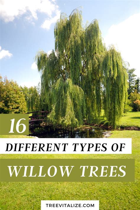 Various Types Of Willow Tree