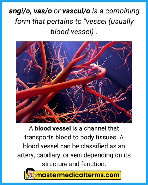 vascul