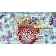 vascular cambium stem cells