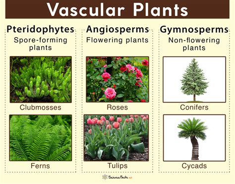Vascular Plants Seedless Examples
