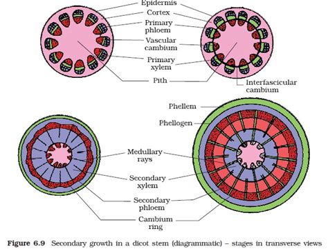 Vascular Rays Function