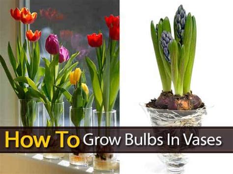 Vases For Growing Bulbs