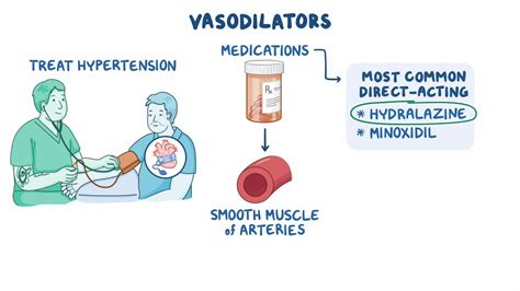 Vasodilators Examples In Body