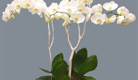 Vasque orchidée phallaenopsis blanche Livraison fleurs
