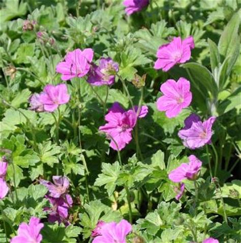 Vaste Geranium Soorten