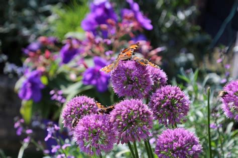 Vaste Lage Borderplanten