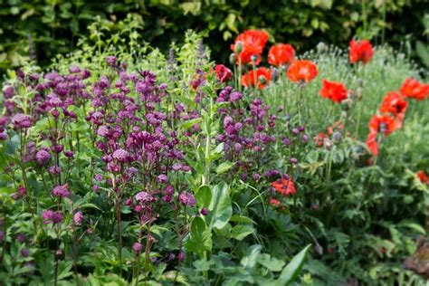 Vaste Planten Vlinders