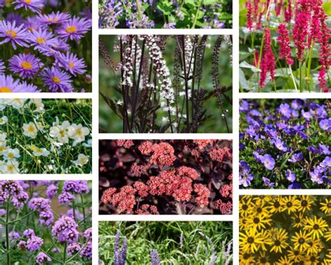 Vaste Planten Winterbloeiers