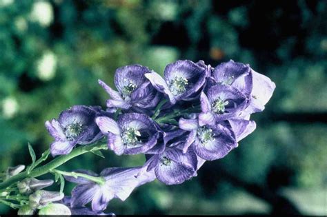 Vaste Schaduwplanten