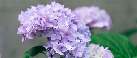 Vaste Struiken Volle Zon