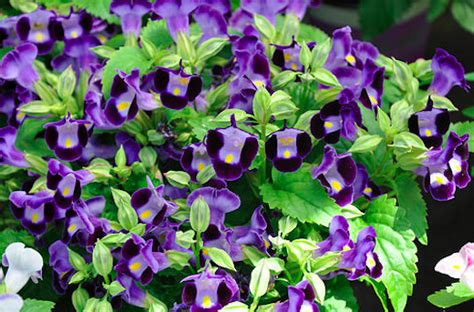 Vaste Zomerbloeiers Zon