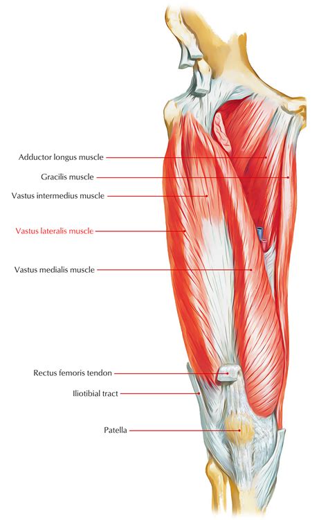 vastus lateralis muscle image