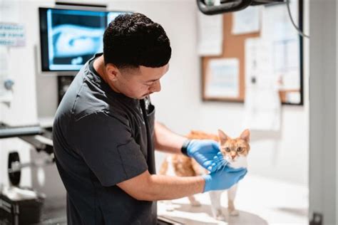 vca animal hospital san jose