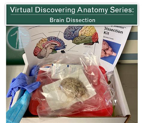 Veal Brain Dissection