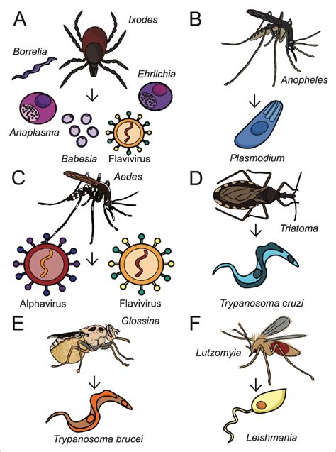 vector borne pathogens examples